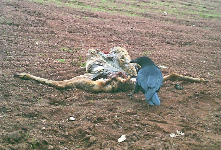 Crow at Deer Carcass