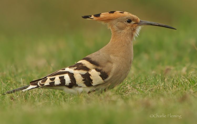 Hoopoe