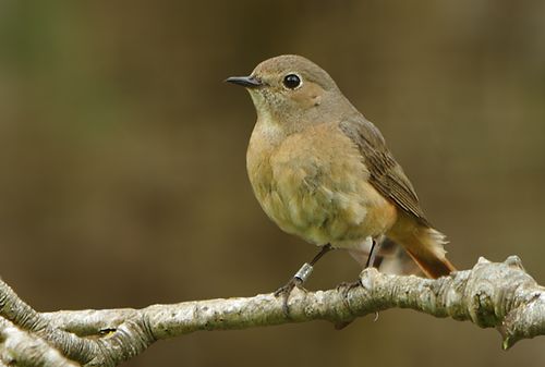 Hen Redstart