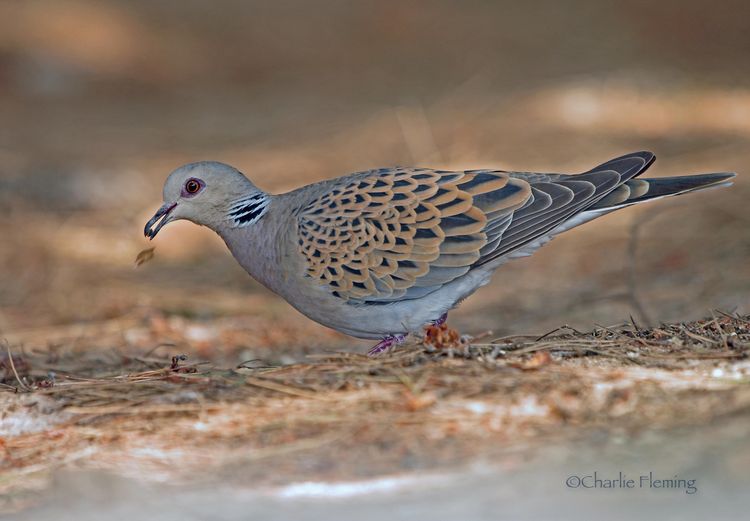 Turtle Dove