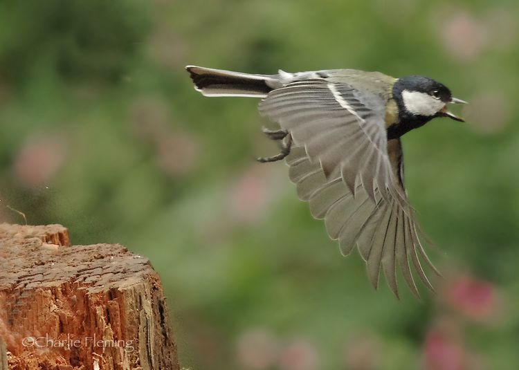 Great Tit