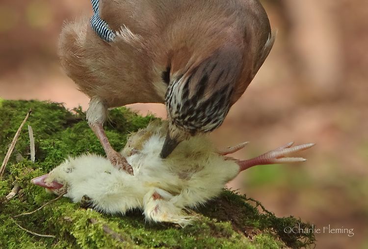 Jay with chick