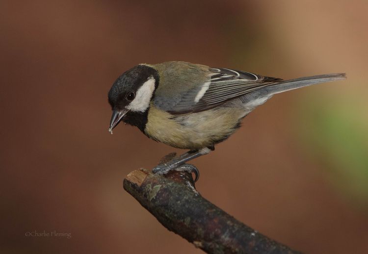 Wood session 5_edited-1