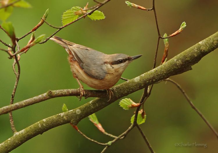 Nuthatch