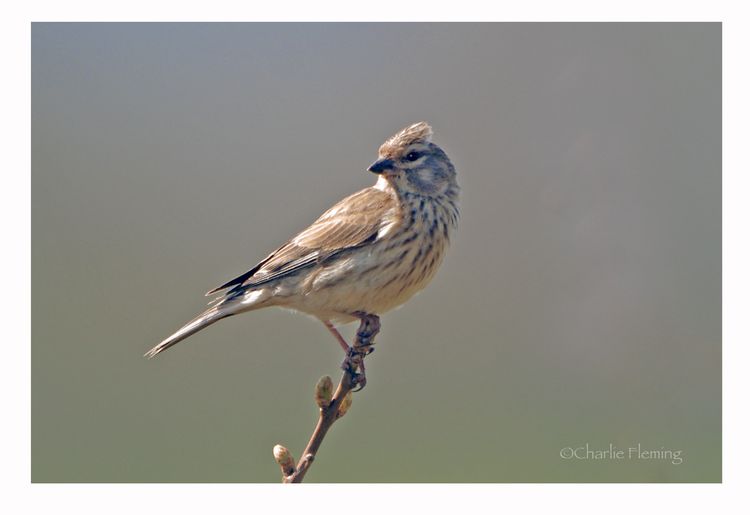 Linnet