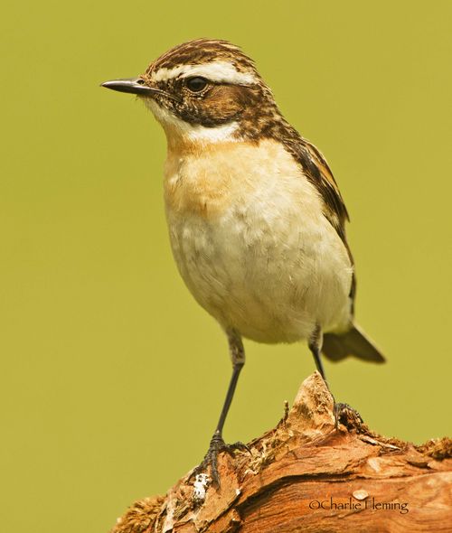 5HAS7539 copy_edited-1