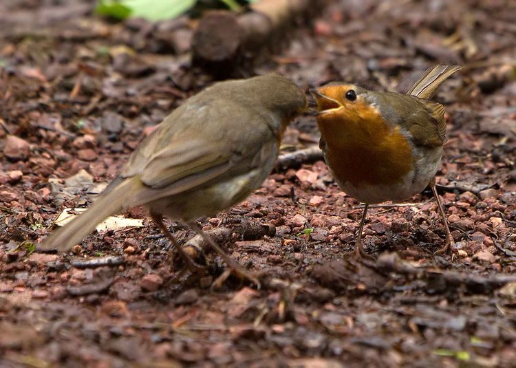 Robin pair
