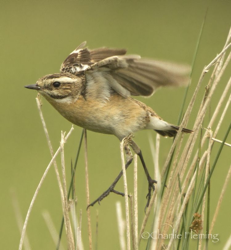 Whinchat in flight_edited-1