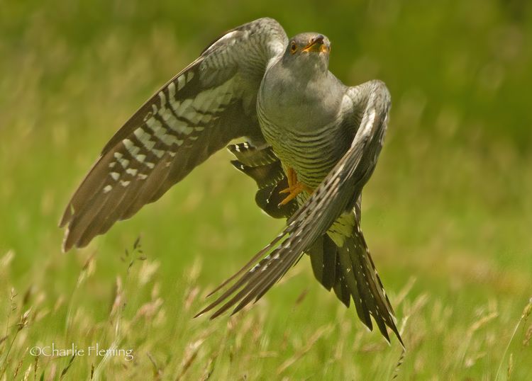 Cuckoo in flight