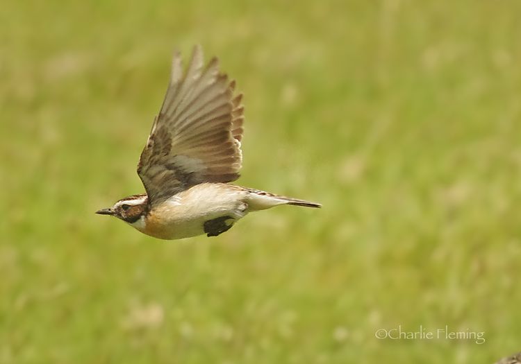 Male in Flight