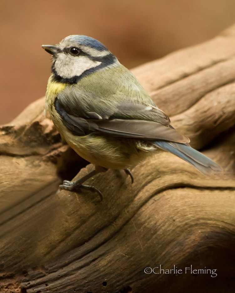 Special Blue Tit