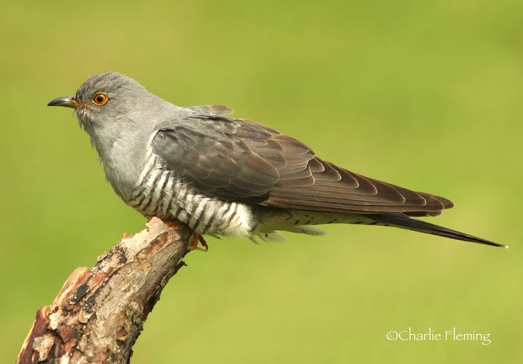 5HAS0238aaa_edited-1