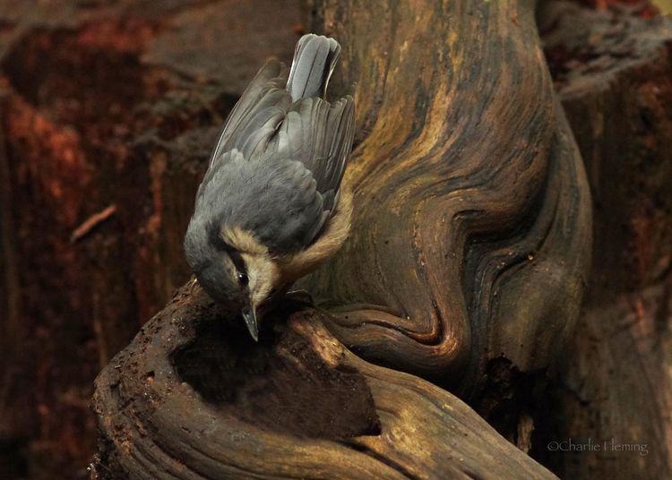 Baby Nuthatch_edited-1