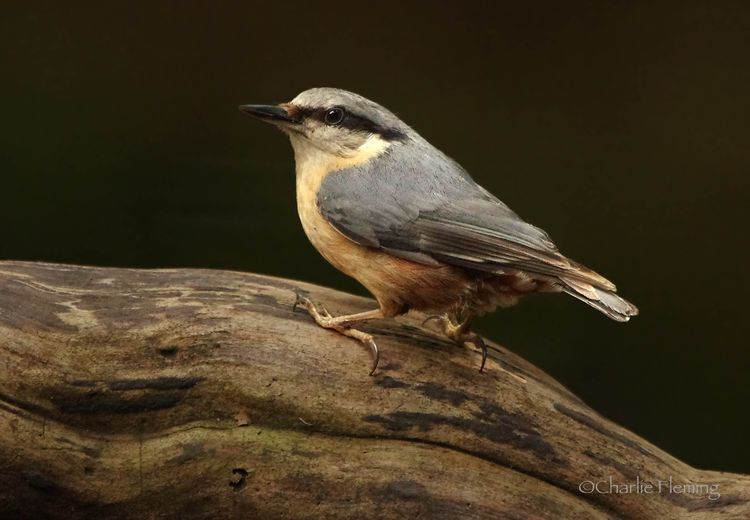 Young Nuthatch