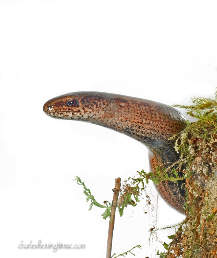 Slow worm_edited-1