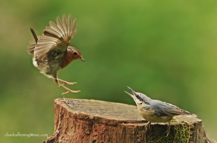 Robin and Nuthatch