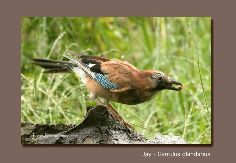 Jay for the Blog