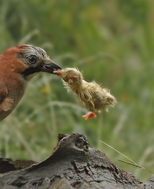 Jay with chick 2
