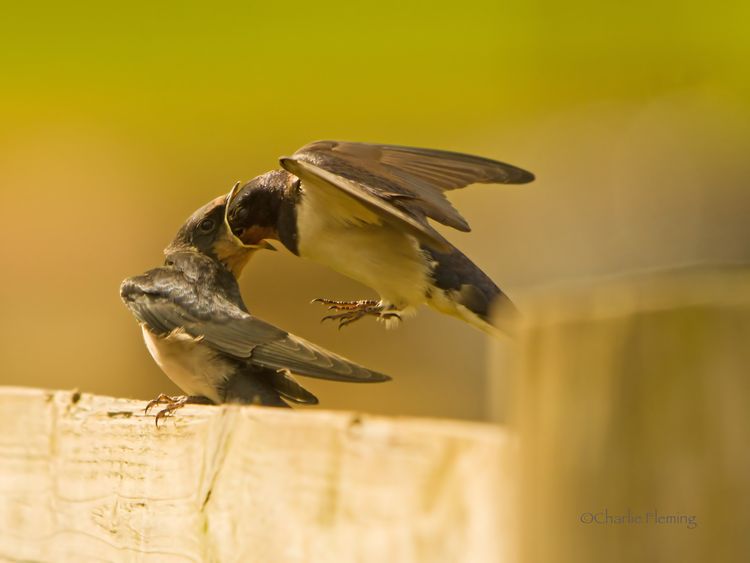 5HAS8828xxx_edited-1