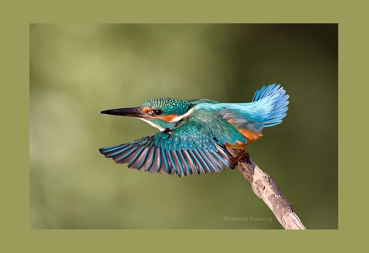 Alcedo athis x