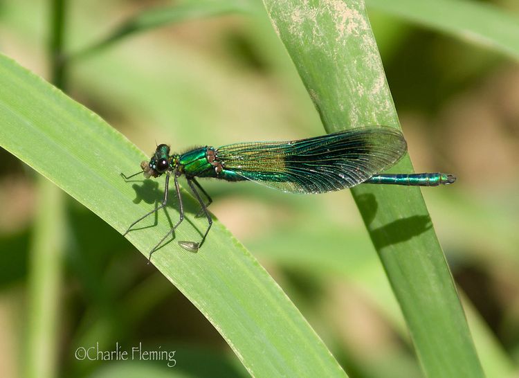 Banded Demoiselle