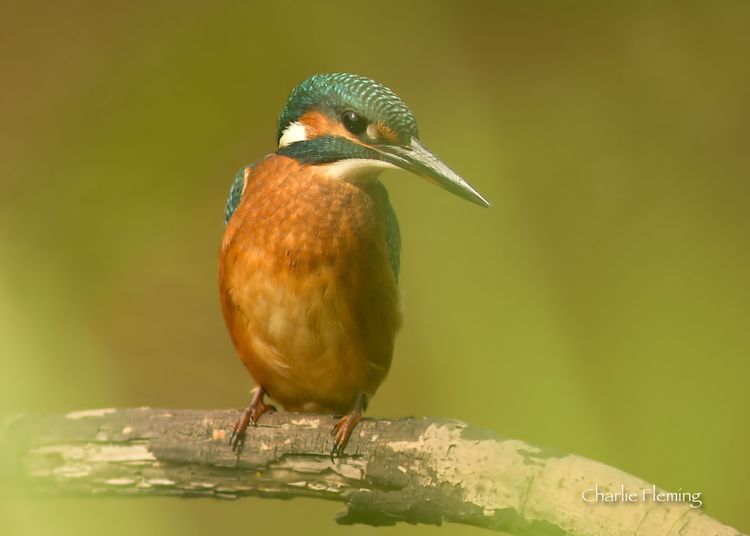 Kingfisher_edited-1
