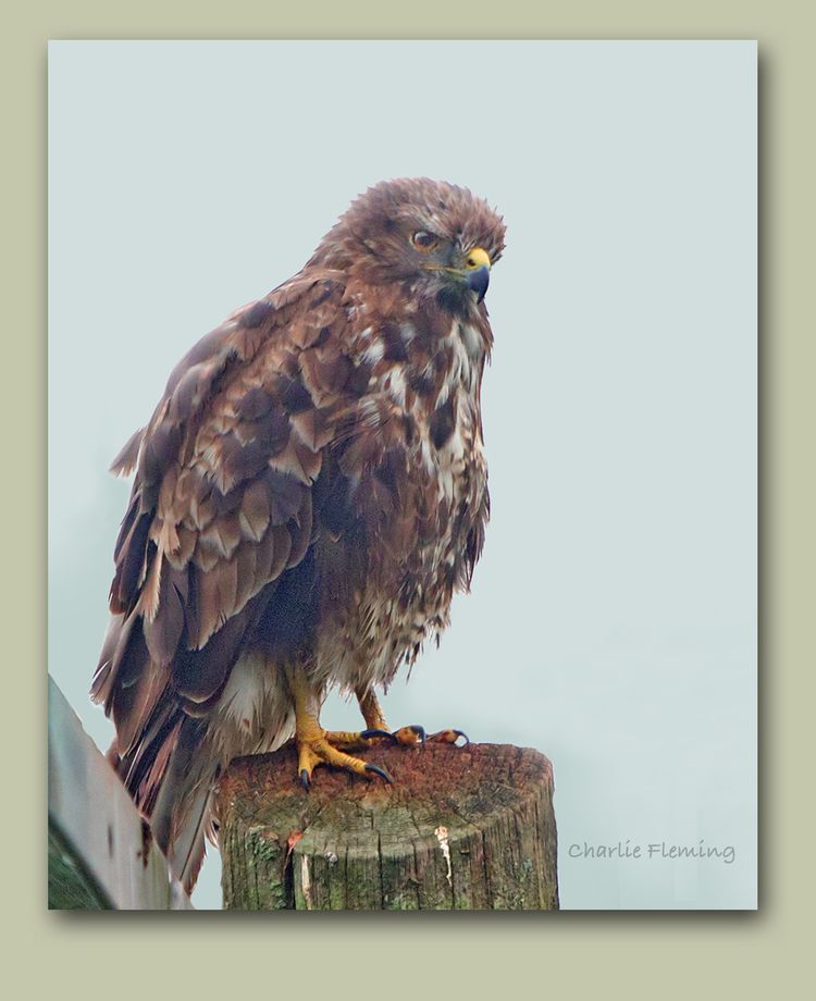 Buzzard