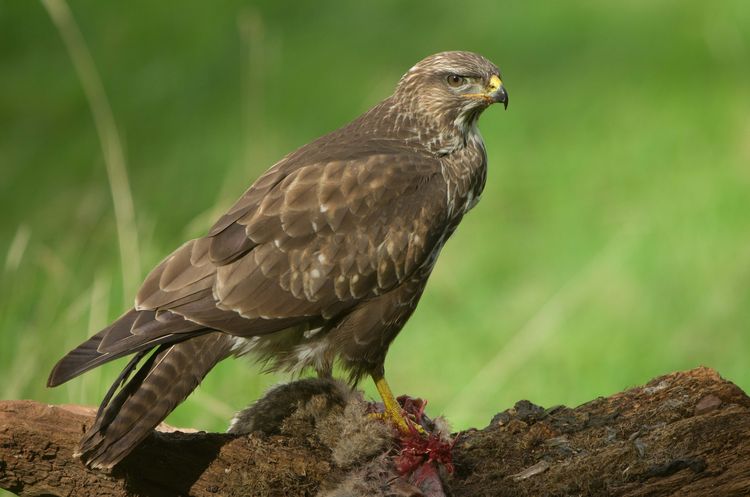 5HAS6607_edited-1 5HAS6607_edited-1