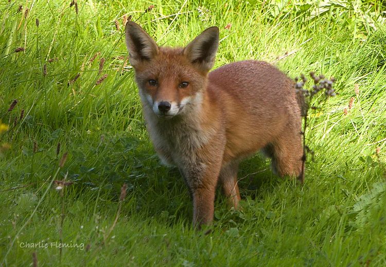 Foxy_edited-1 Foxy_edited-1