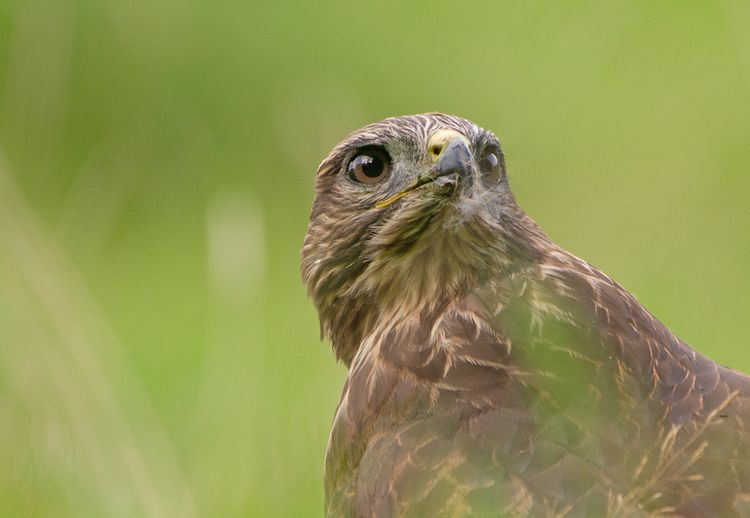 146117320.SvRAWLHA.5HAS8389_edited1