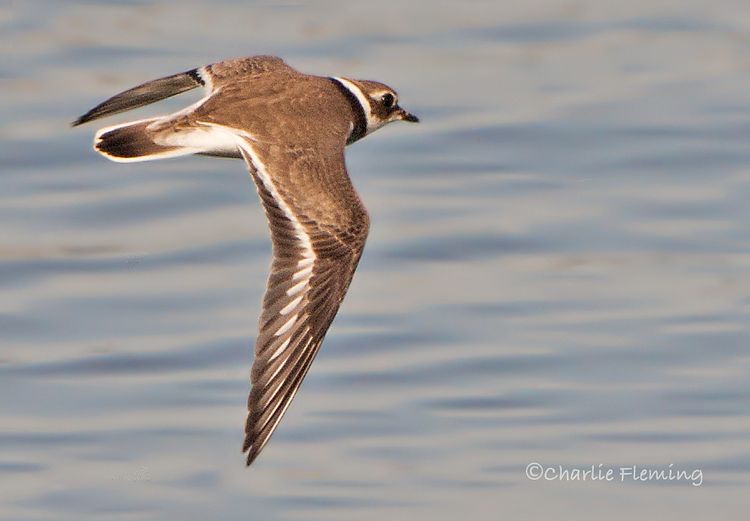 Ringed Plover_edited-1