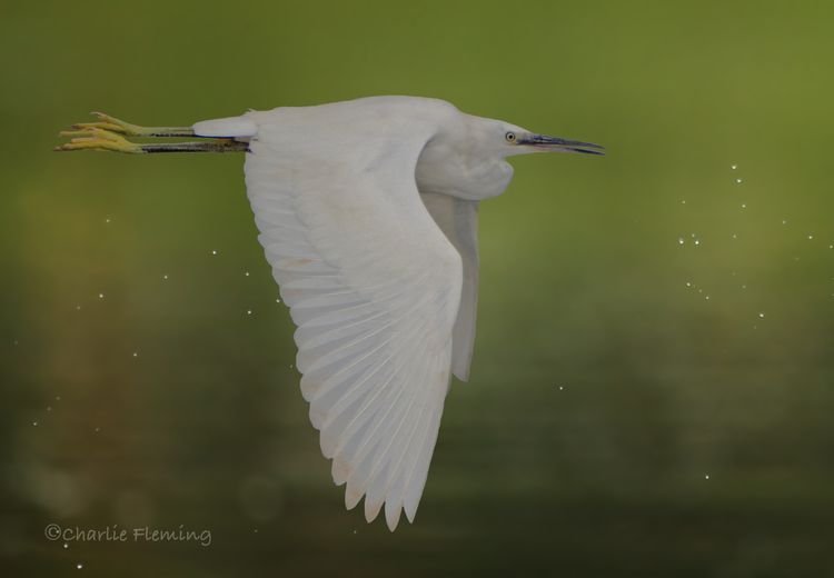 Little Egret_edited-1 Little Egret_edited-1
