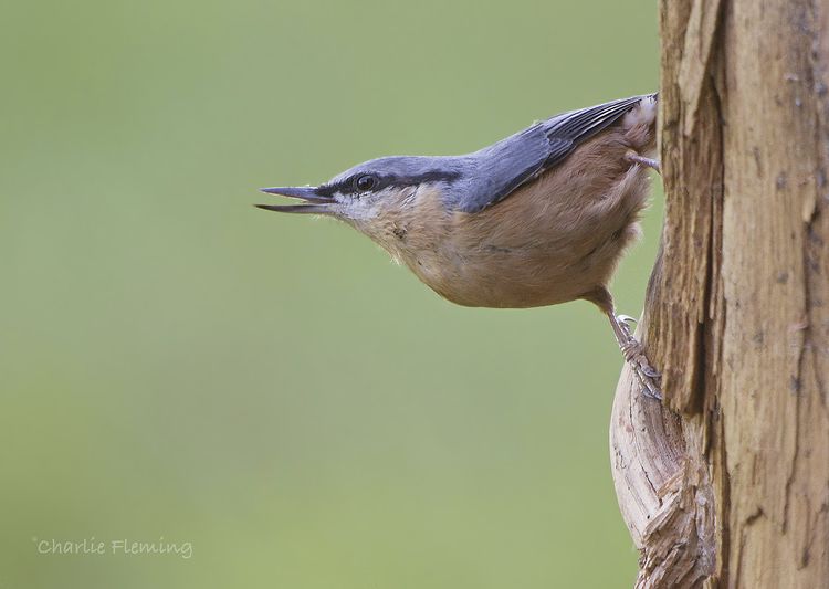 5HAS6667 copy_edited-1