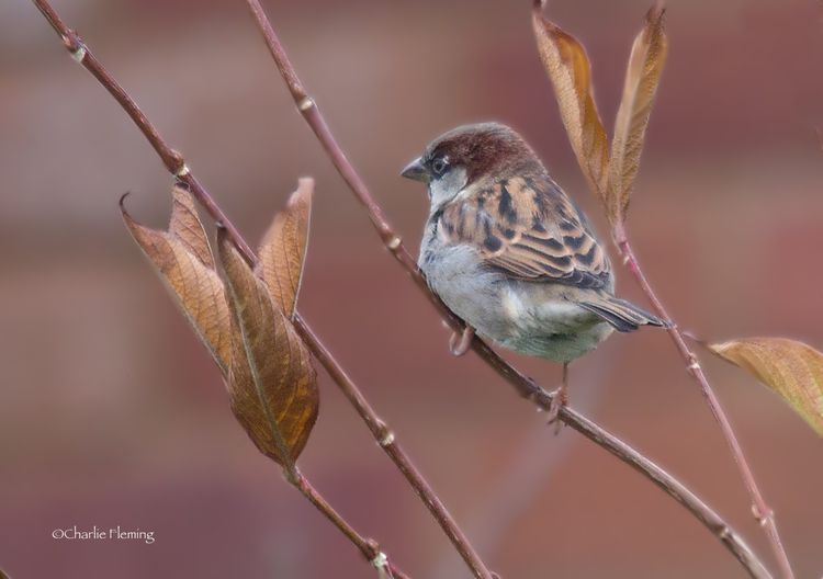 House Sparrow