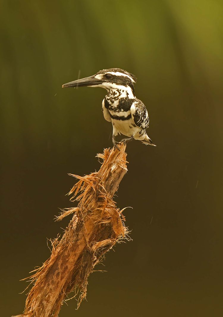 Male