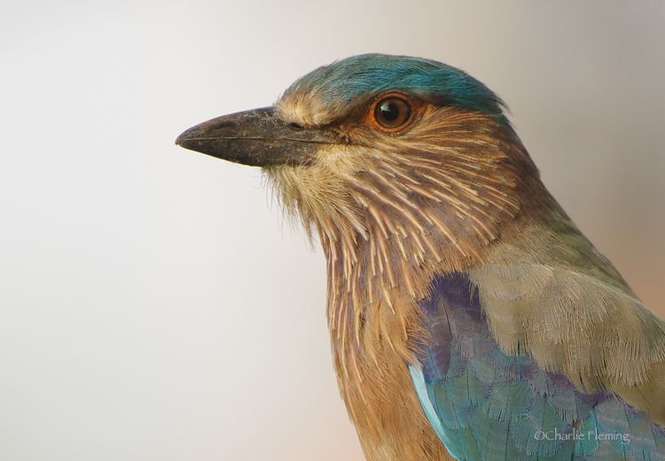 CHAS2681_edited-1 CHAS2681_edited-1