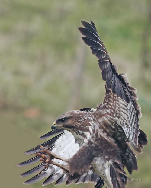 5HAS0353a_edited-2 5HAS0353a_edited-2