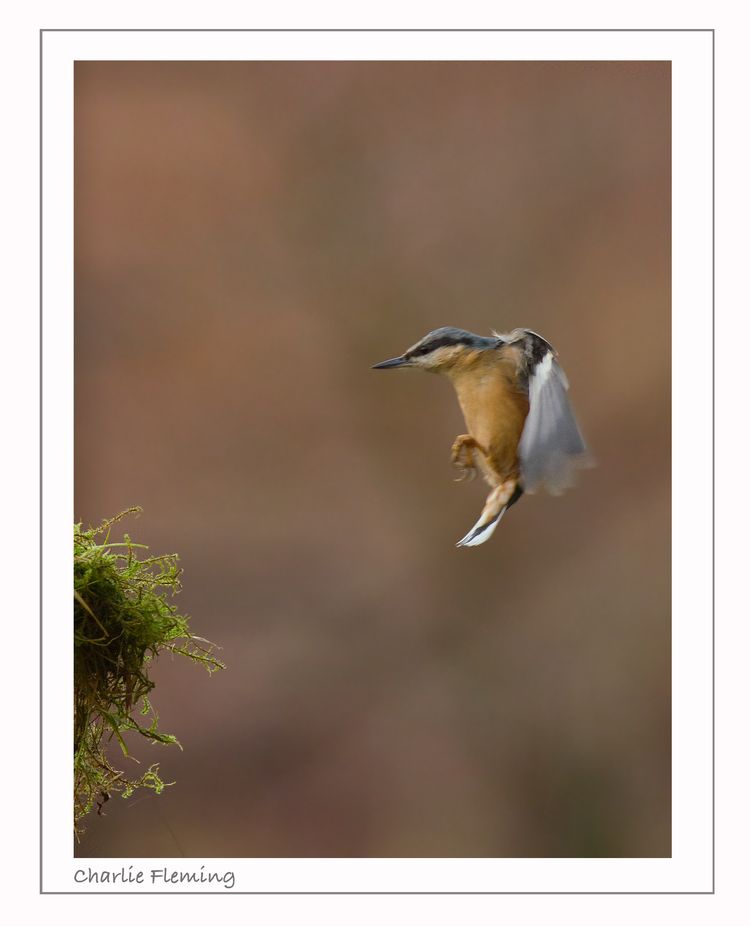 Nuthatch