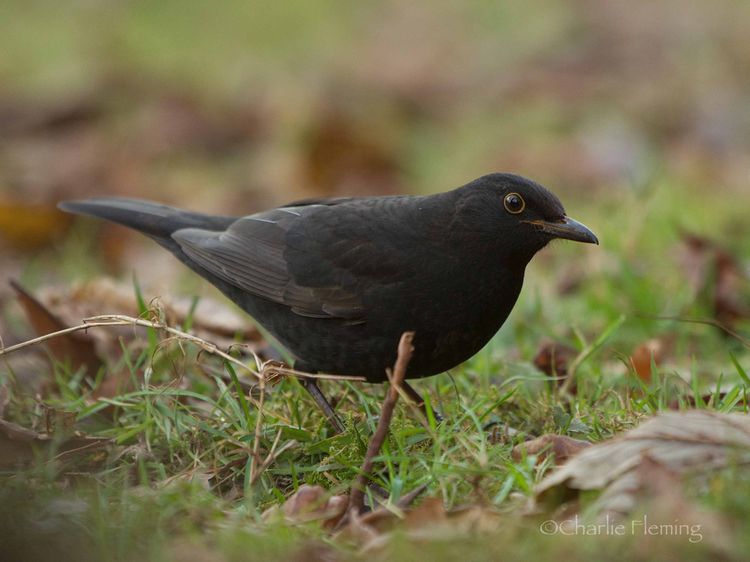 1st Winter Blackbird