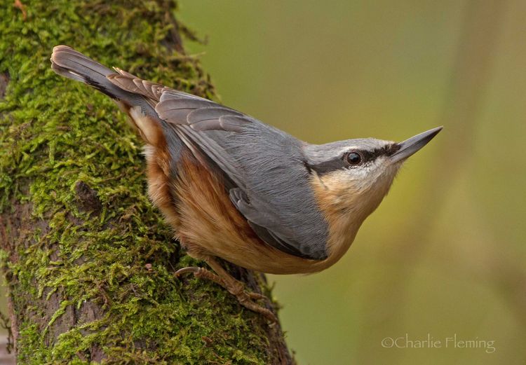 Nuthatch_edited-1