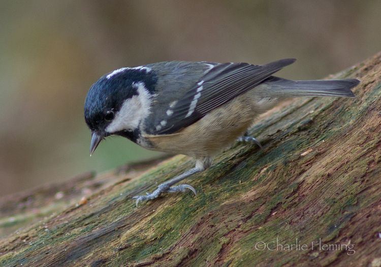 Coal Tit 2