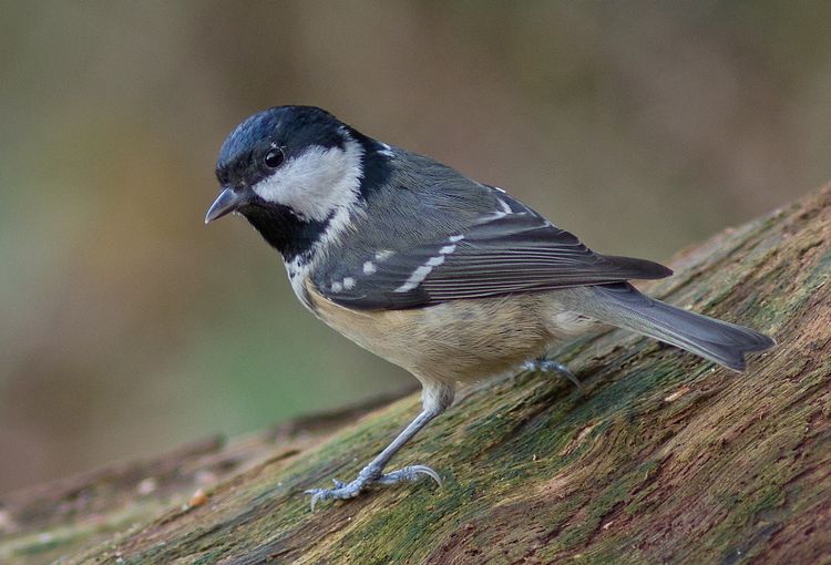 Coal Tit