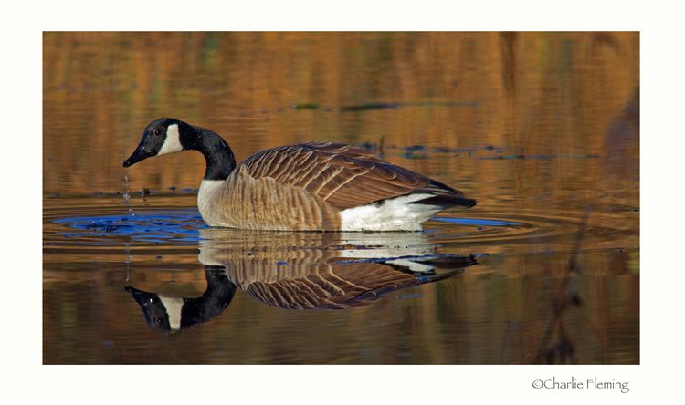 Canada goose 2
