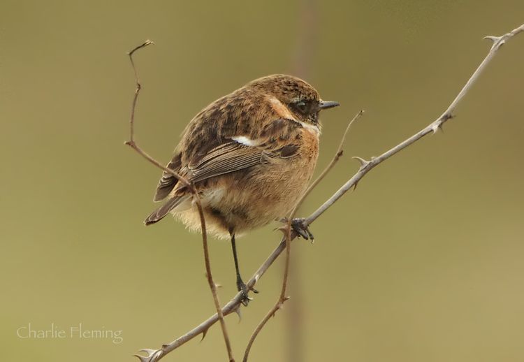 Male Stonechat