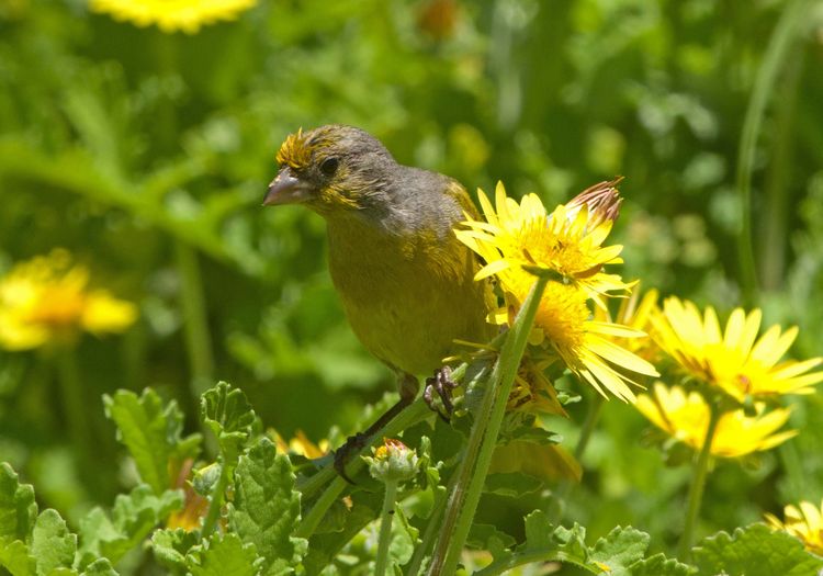 Unknown %22canary or finch%22