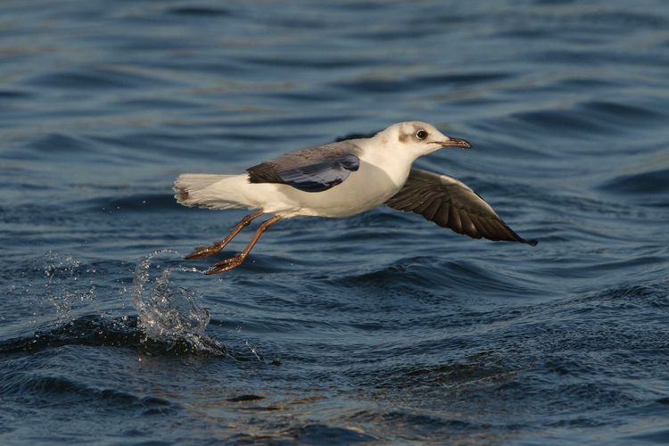 Grey-headed Gull (Chroicocephalus cirrocephalus)