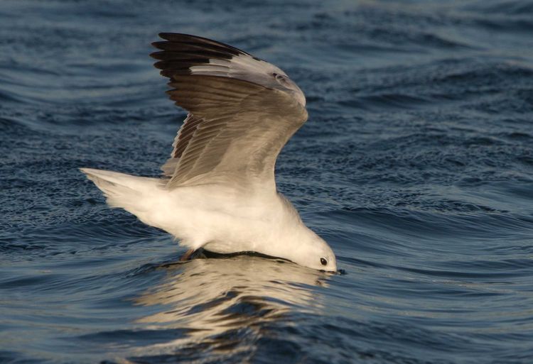 Grey-headed Gull (Chroicocephalus cirrocephalus)