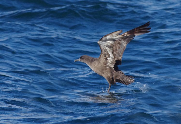 Sooty Shearwater