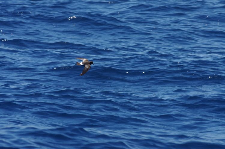 Wilson's Petrel