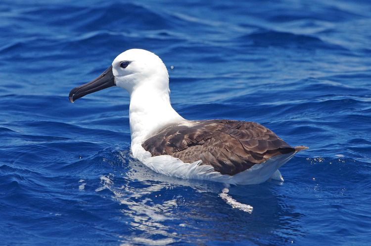 Indian Yellow-nosed Albatross.
